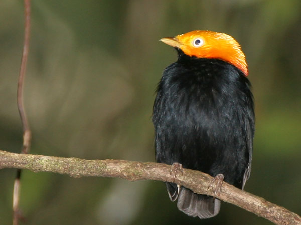 Golden Headed Manakin - Pipridae Pipra erythrocephala