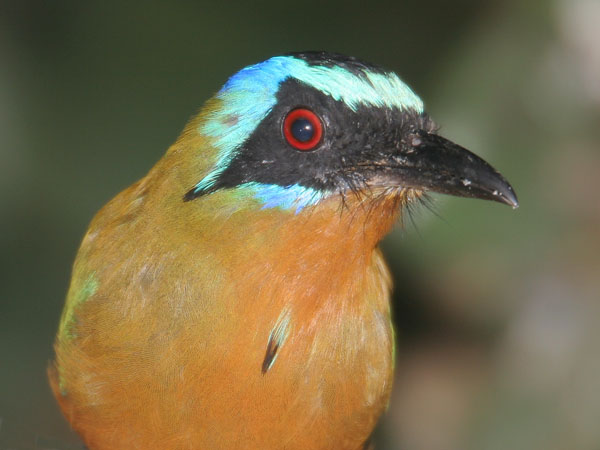 Blue Crowned Motmot - Momotidae Momotus momota