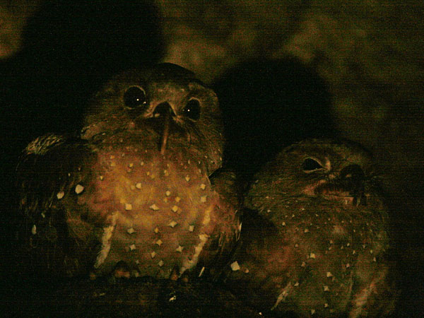 Oilbird - Steatornithidae Steatornis caripensis