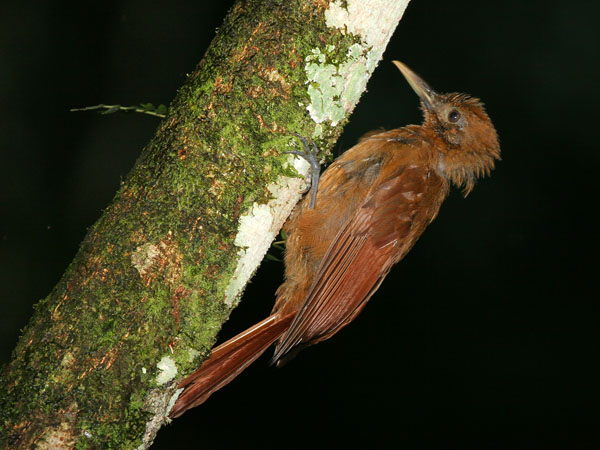 Plain Brown Woodcreeper - Picidae Phloeoceastes melanoleucos