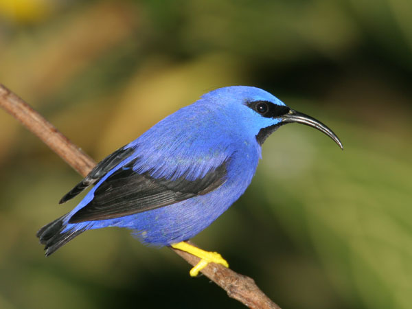 Purple Honeycreeper - Thraupidae Cyanerpes caeruleus