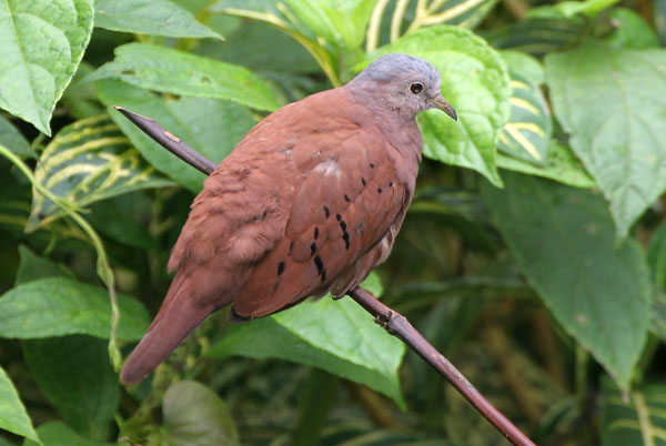 Ruddy Ground Dove - Columbidae Columbina talpacoti