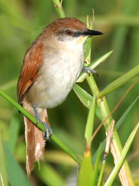 Yellow Chinned Spinetail - Furnariidae Certhiaxis cinnamomea