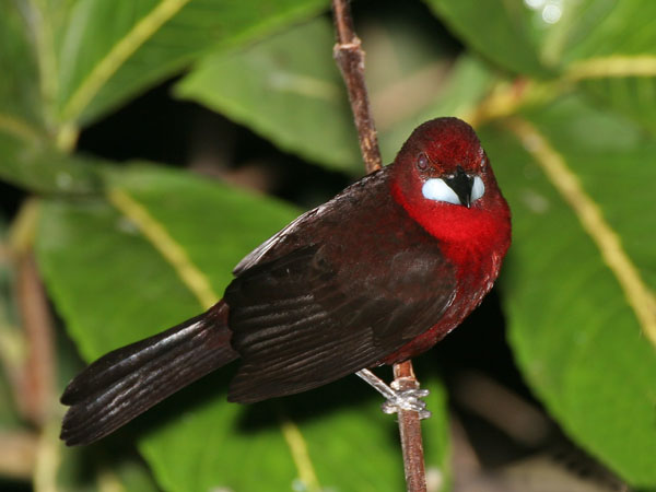 Silver Beaked Tanager - Thraupidae Ramphocelus carbo