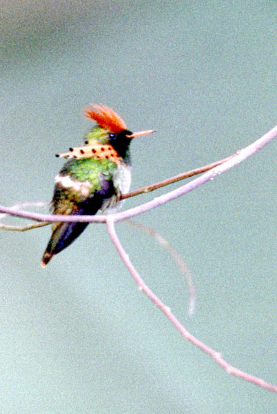 Tufted Coquette - Trochilidae Lophornis ornata