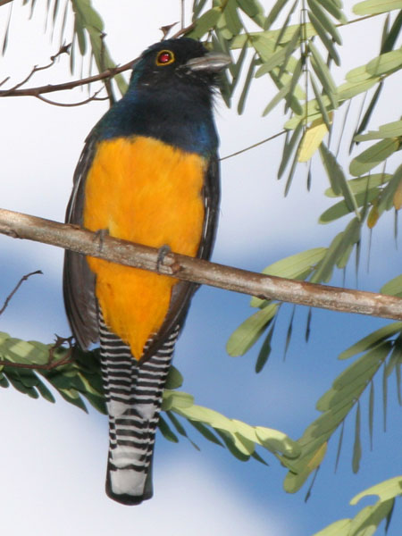 Violaceous Trogon - Trogonidae Trogon violaceus