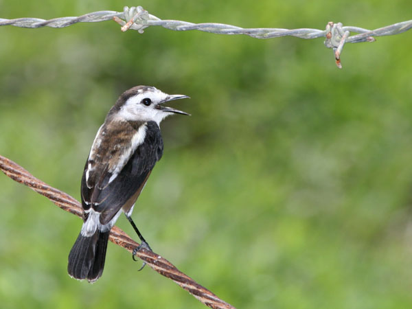 Pied Water Tyrant - Tyrannidae Fluvicola pica