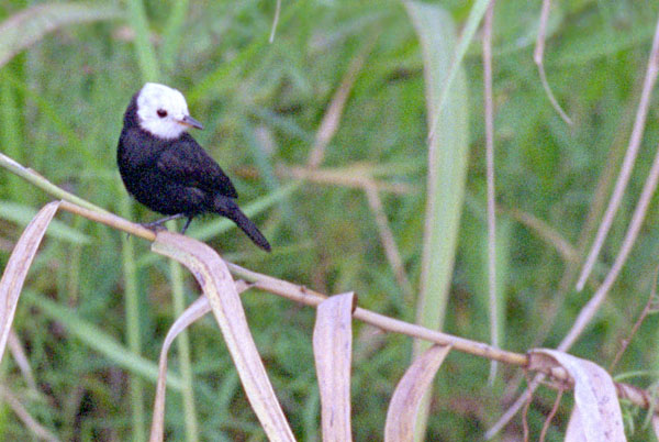 White Headed Marsh Tyrant - Tyrannidae Arundinicola leucocephala