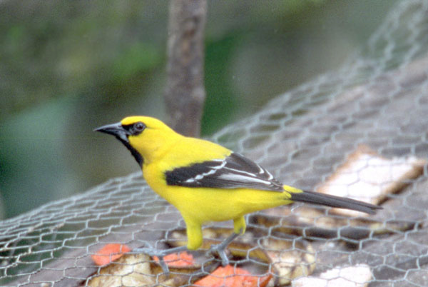 Yellow Oriole - Icteridae Icterus nigrogularis