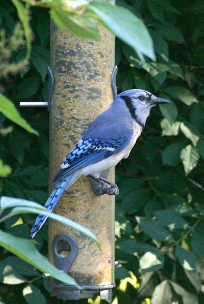 Blue Jay - Corvidae Cyanocitta cristata