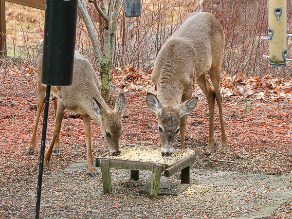 White Tailed Deer