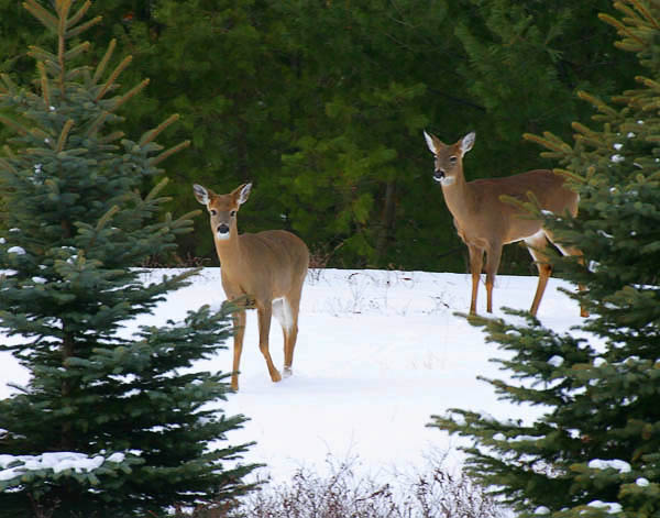 White Tailed Deer