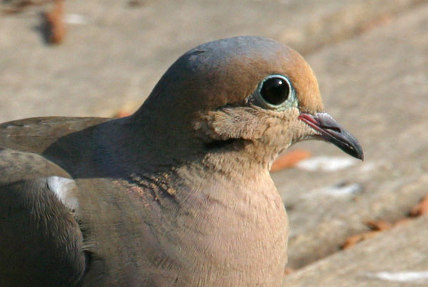 Mourning Dove - Columbidae Zenaida macroura