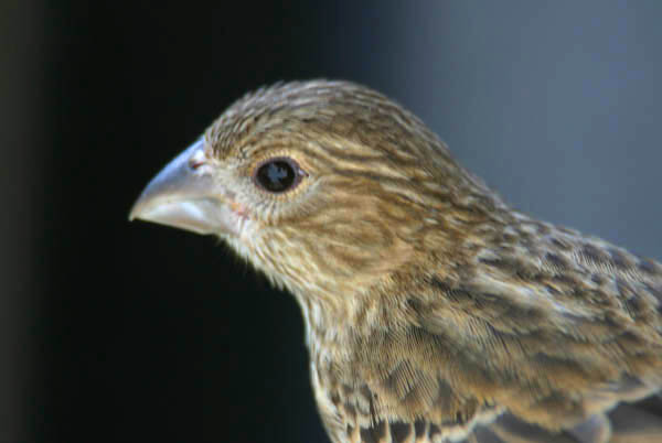 female society finch for sale
