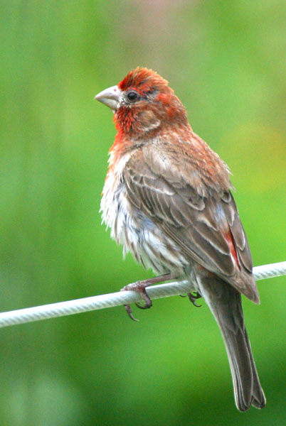 House Finch - Fringillidae Carpodacus mexicanus