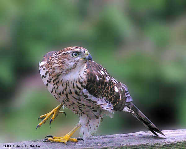 Sharp Shinned Hawk - Accipitridae Accipiter striatus