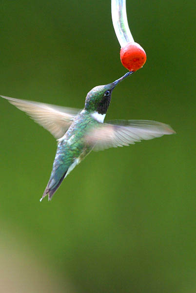 Ruby-Throated Hummingbird - Trochilidae Archilochus colubris