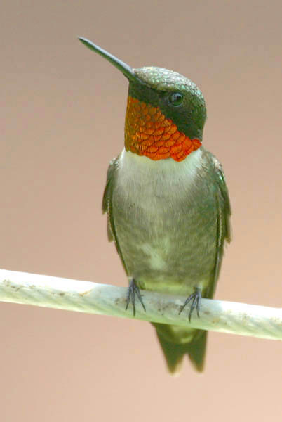 Ruby-Throated Hummingbird - Trochilidae Archilochus colubris