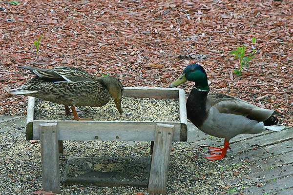 Mallard Duck - Anatidae Anas platyrhynchos