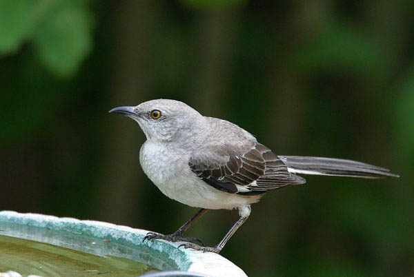 Mockingbird - Mimidae Mimus polyglottos