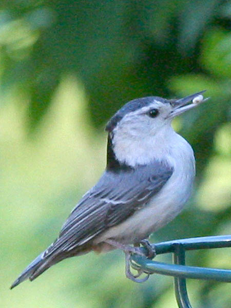 Nuthatch - Sittidae Sitta carolinensis