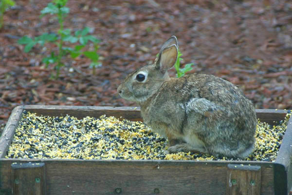 Cottontail Rabbit