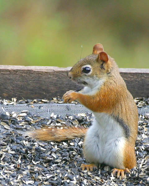 Red Squirrel