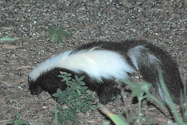 Skunk