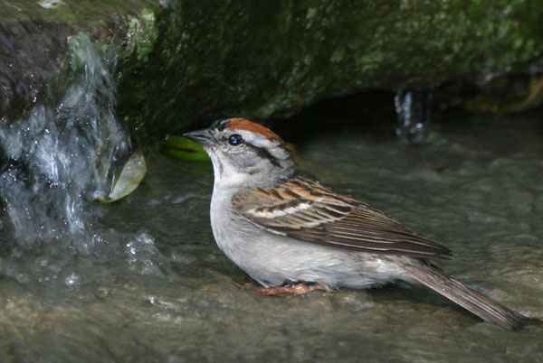 Chipping Sparrow - Fringillidae Spizella passerina