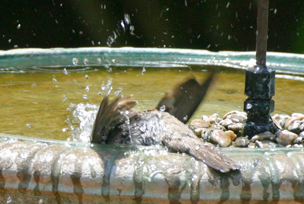 House Sparrow - Ploceida Passer domesticus