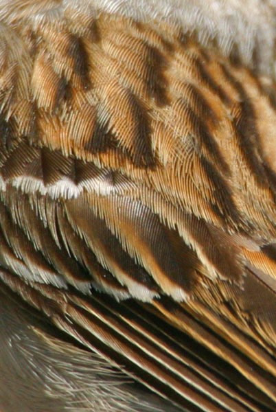 House Sparrow feather detail - Ploceida Passer domesticus