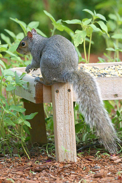 Gray Squirrel