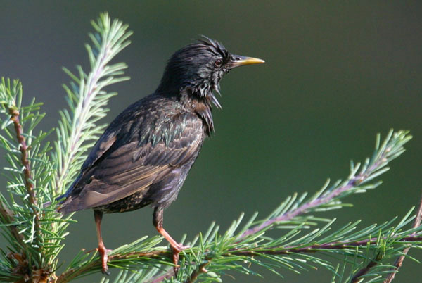 Starling - Sturnidae Sturnus vulgaris