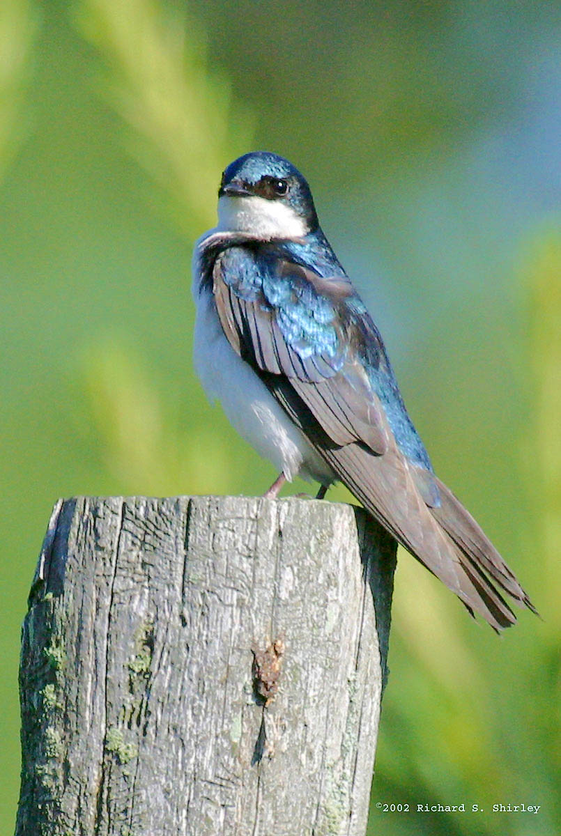 Tree Swallow - Hirundinidae Iridoprocne bicolor
