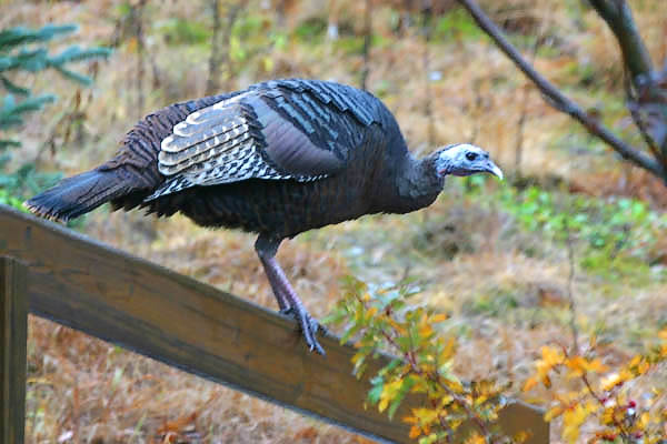 Wild Turkey - Meleagrididae Meleagris gallopavo