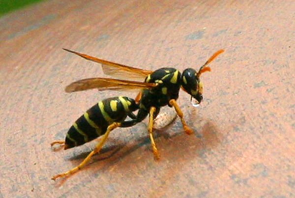 Wasp