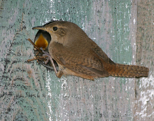 House Wren - Troglodytidae Troglodytes aedon