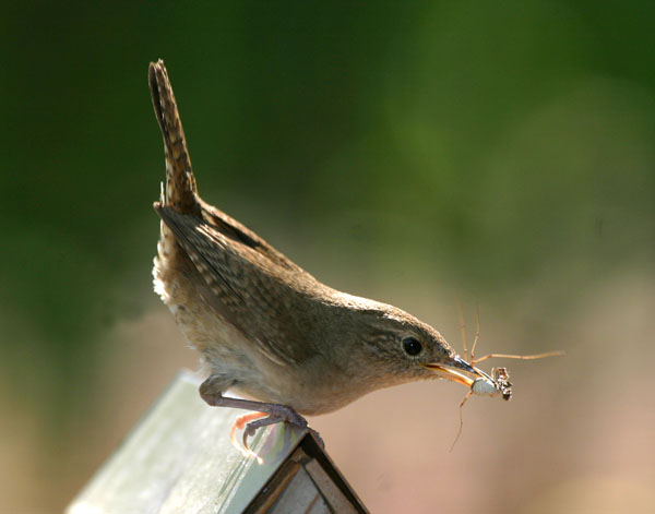 House Wren - Troglodytidae Troglodytes aedon