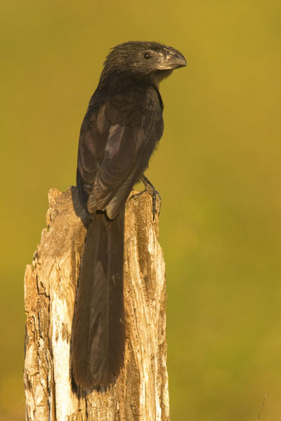 Groove Billed Ani - Cuculidae Crotophaga sulcirostris