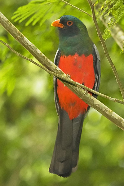 Slaty Tailed Trogon - Trogonidae Trogon massena