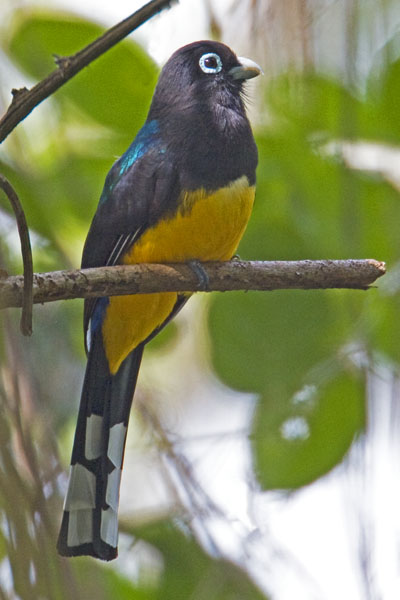 Black Headed Trogon - Trogonidae Trogon melanocephalus