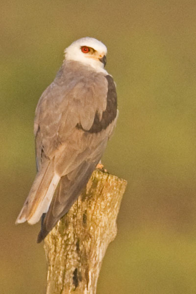 White Tailed Kite - Accipitridae Elanus leucurus