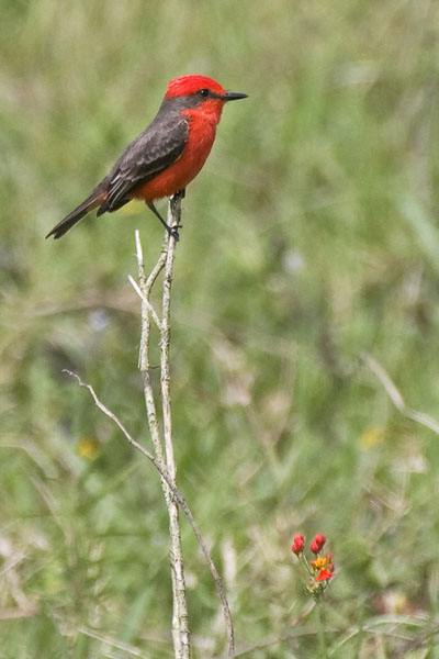 Vermillion Flycatcher - Tyrannidae Pyrocephalus rubinus