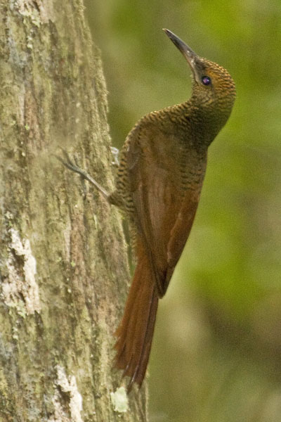 Northern Barred Woodcreeper - Dendrocolaptidae Dendrocolaptes sanctithomae