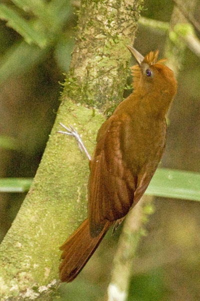 Tawny Winged Woodcreeper - Dendrocolaptidae Dendrocincla anabatina