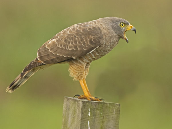 Roadside Hawk - Accipitridae Buteo magnirostris