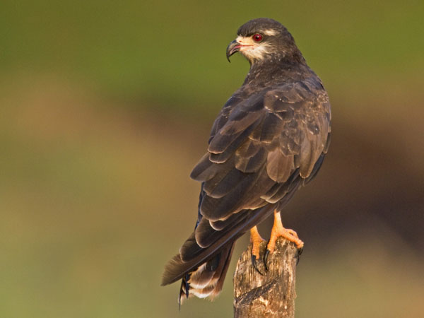 Snail Kite - Accipitridae Rostrhamus sociabilis