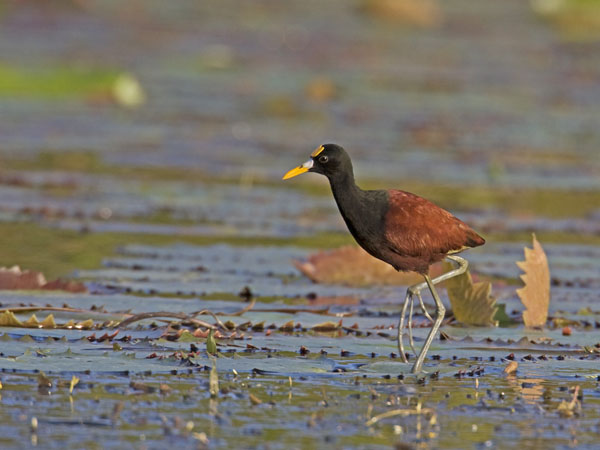 Northern Jacana - Scolopacidae Jacana spinosa