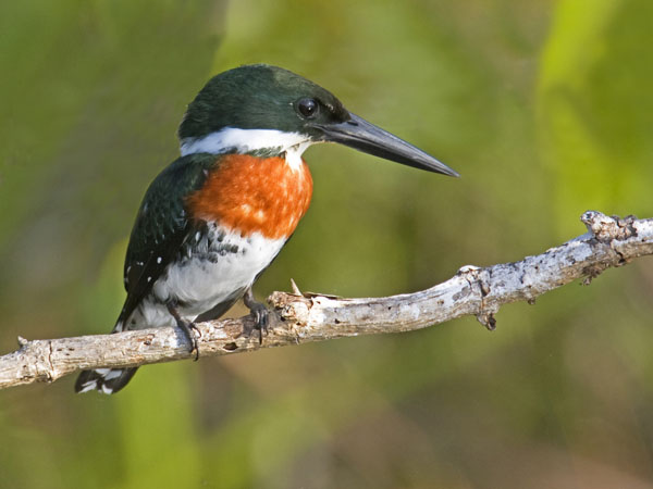 Green Kingfisher - Alcedinidae Chloroceryle americana