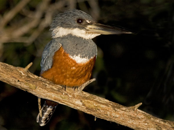 Ringed Kingfisher - Alcedinidae Ceryle torquata